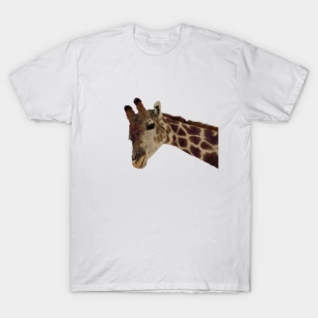 Zoo Animal Giraffe Portrait T-Shirt by oknoki